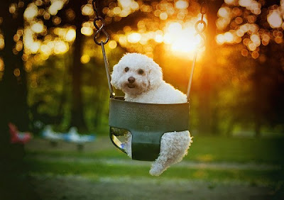 Cute Swinging Dogs Seen On www.coolpicturegallery.us