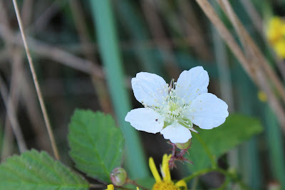 Dúntoarnbei - Dauwbraam - Rubus caesius