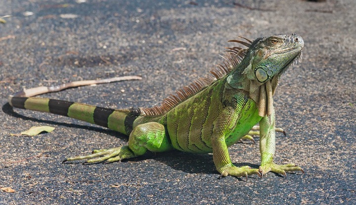 Mengapa Ekor Iguana Sangat Panjang? Belajar Sampai Mati, belajarsampaimati.com, hoeda manis