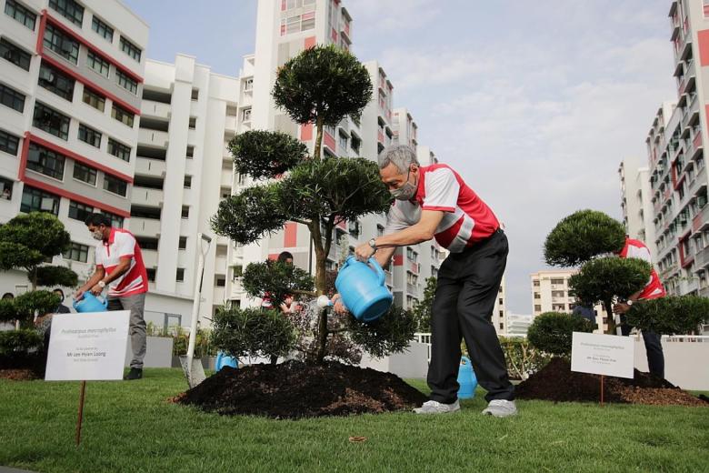 Bonsai trees at rooftop garden for Tree Planting Day, posted on Thursday, 05 November 2020