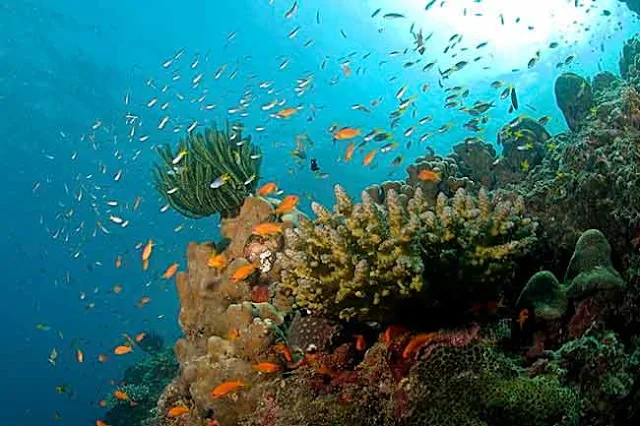 Parc national de la Grande Barrière de corail, Andaman-et-Nicobar