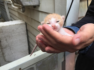 leche materna casera para gatito