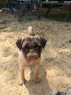 pug sand face