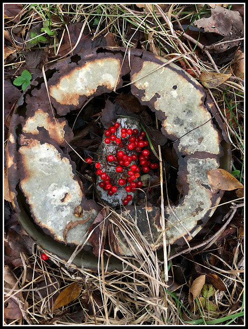 iPhoto; iPhonography; Nova Scotia; Berries