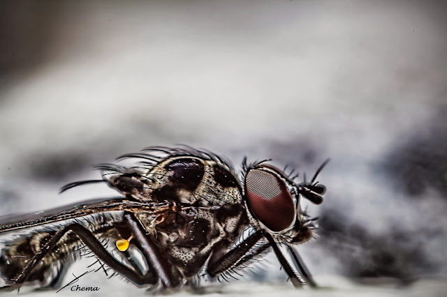 Fotografía macro de una mosca con el torso amputado