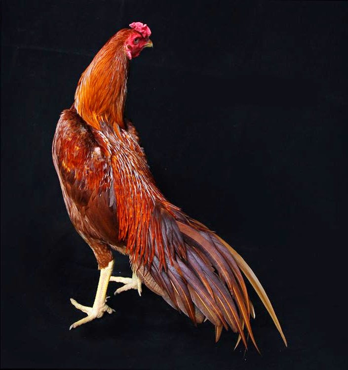 Komunitas ayam  laga Gambar Ayam Bangkok Super 