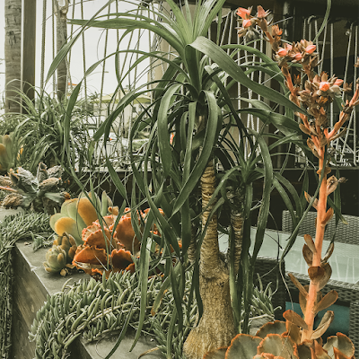 Succulent Planters at Nautilus Tavern in La Jolla