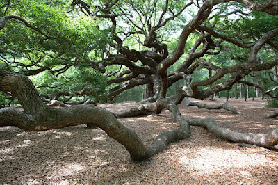 Angel Oak Tree in Charleston South Carolina