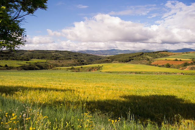 Campos de Aragón - Rosa Romero