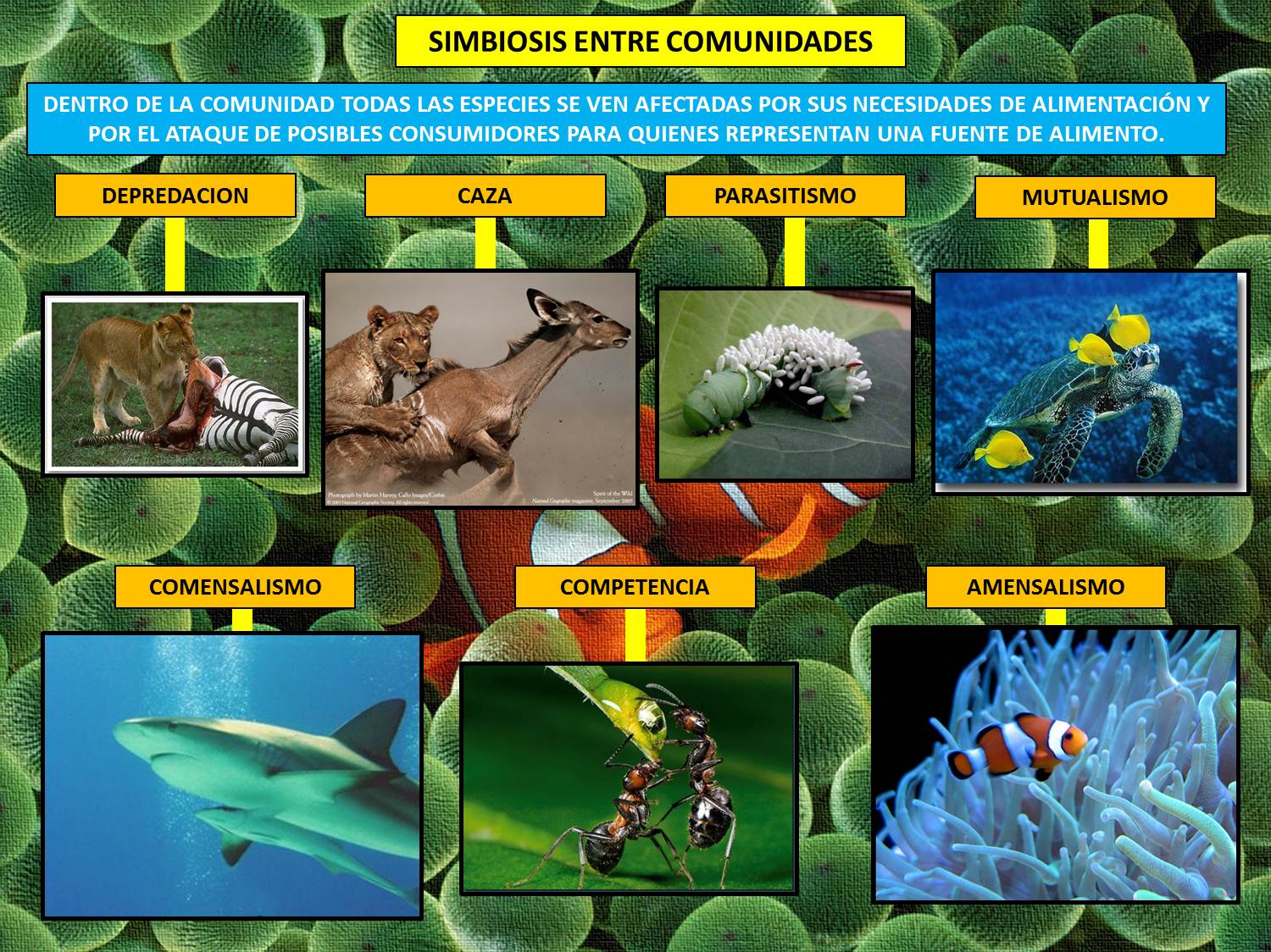 Ecosistemas Acuaticos Mapas mentales