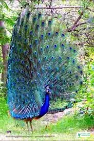 ময়ূরের ছবি ডাউনলোড - ময়ূর পাখি ছবি hd - ময়ূরের ওয়ালপেপার - peacock picture - NeotericIT.com - Image no 13