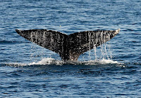  Gray Whale migration