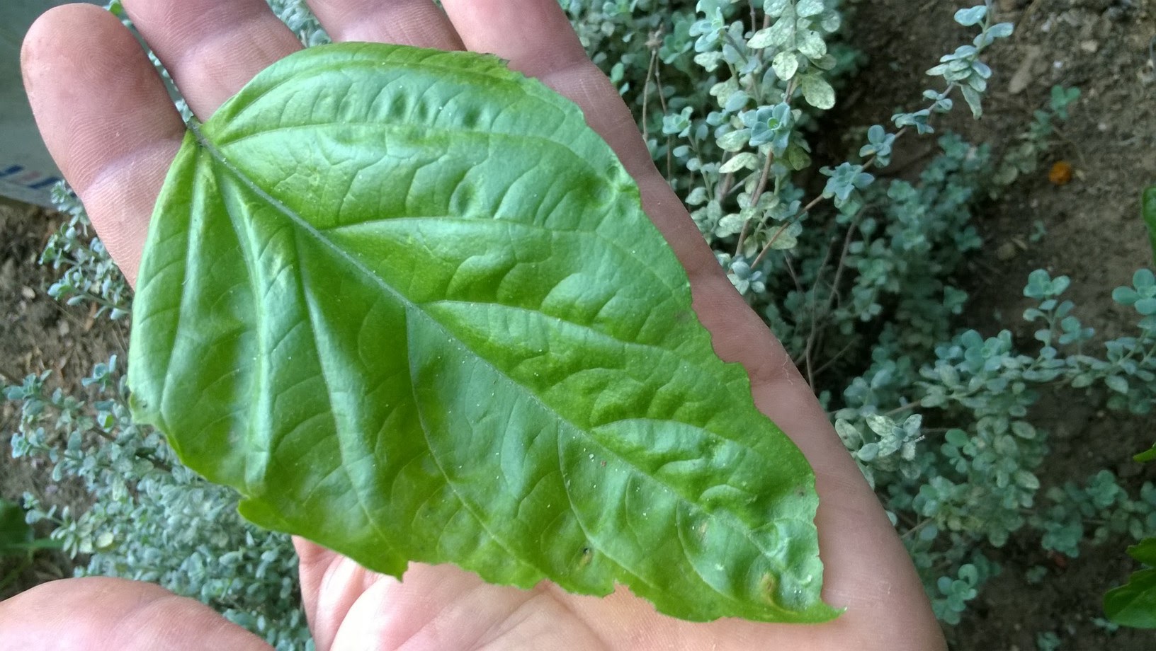 Basil is most commonly used fresh in cooked recipes. The fresh leaves are added at the last moment, as cooking quickly destroys the herb's distinct flavor.