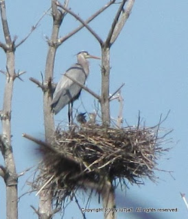 Great Blue Herons and Chicks