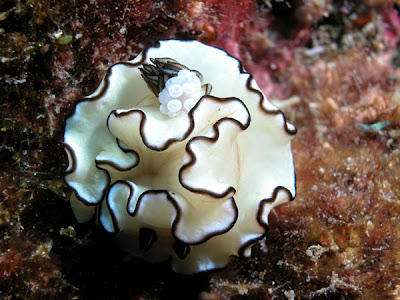 Gymnodoris sp. 2