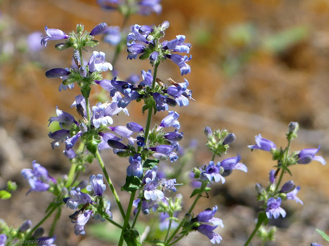 lots of blue flowers