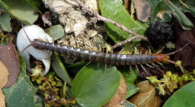 Centipede on the ground.