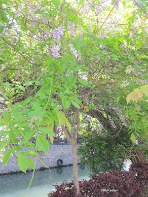 wisteria in China