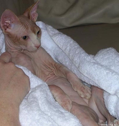 Cute Kitty Cats on Top Cat Breeds Cute Sphynx Images