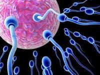 cara meningkatkan kualitas sperma pria