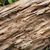 Repairing Wood Rot Damage To Your Structure