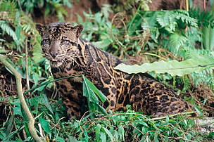 Leopardo-nebuloso-de-Bornéu: uma espécie singular e vulnerável