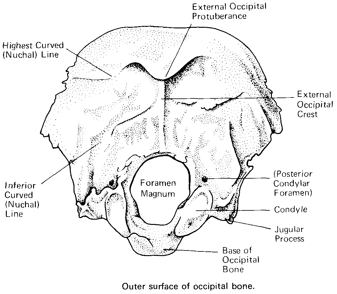 https://blogger.googleusercontent.com/img/b/R29vZ2xl/AVvXsEh_gWyng5uTEKE23neJB2OTK6ee0BVLs4D967nWbml8f5FXp6P4w-MibL3rg8Cwm4wGpJCEU9R9NMy_Q9bT54kPl2qn5qDM-BAY9QTSTS6eKIJXOLGX1IZdfKROFdpx19temp69uNIboaWI/s1600/occipital%20bone%203.gif