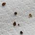 IZI NUISIBLES EXTERMINATEUR DE NUISIBLES À PARIS