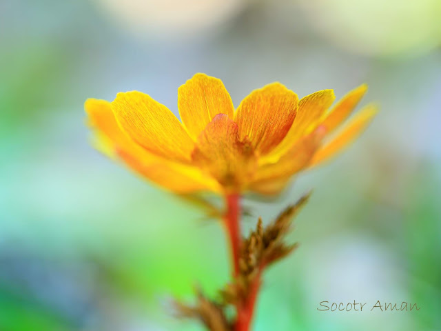 Adonis multiflola