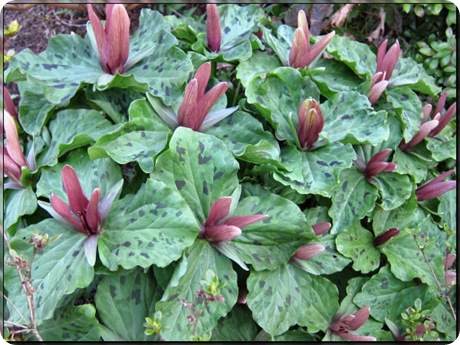 Trillium-chlorapetalum_02