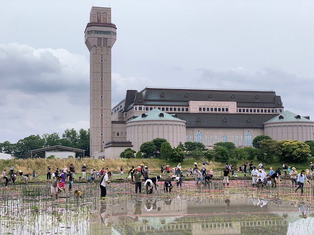 こしがや田んぼアート2019キン肉マンとラグビー日本代表の夢のタッグ（田植え）