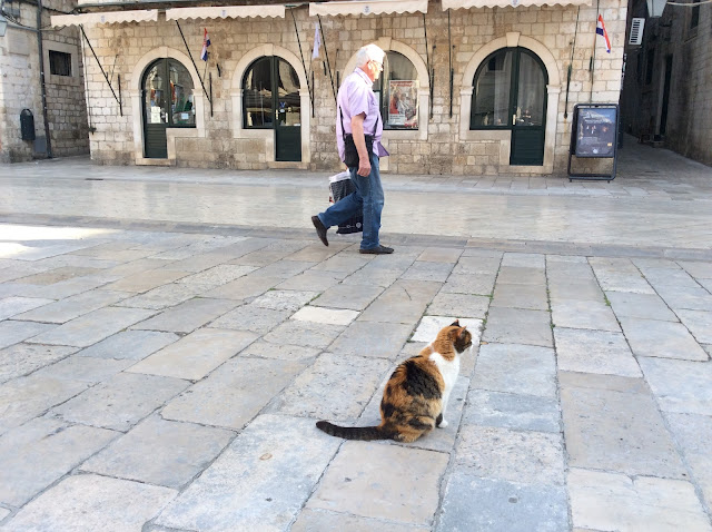 クロアチアの港町・ドブロブニクの猫