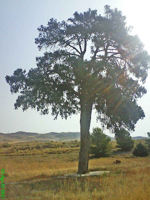 Sabina de Villamayor Zaragoza Sabina Albar (Juniperus thurifera )