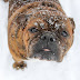 Cute Bulldog playing on ice....