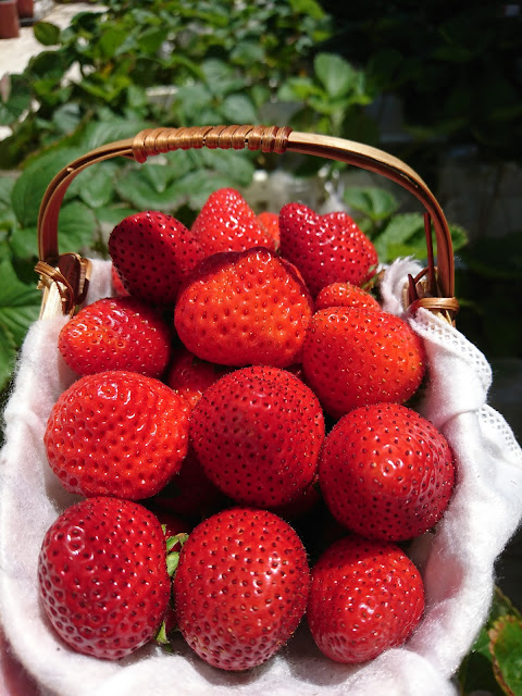 草莓，果實Strawberry fruit