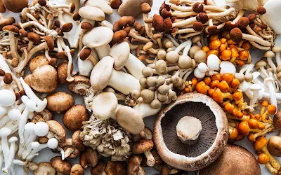 What are the various kinds of mushrooms used in cooking?