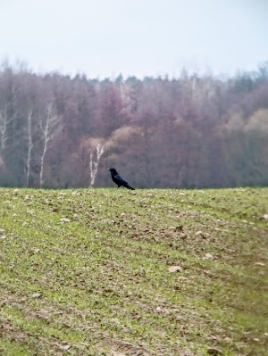 Samotny kruk siedzący na polu