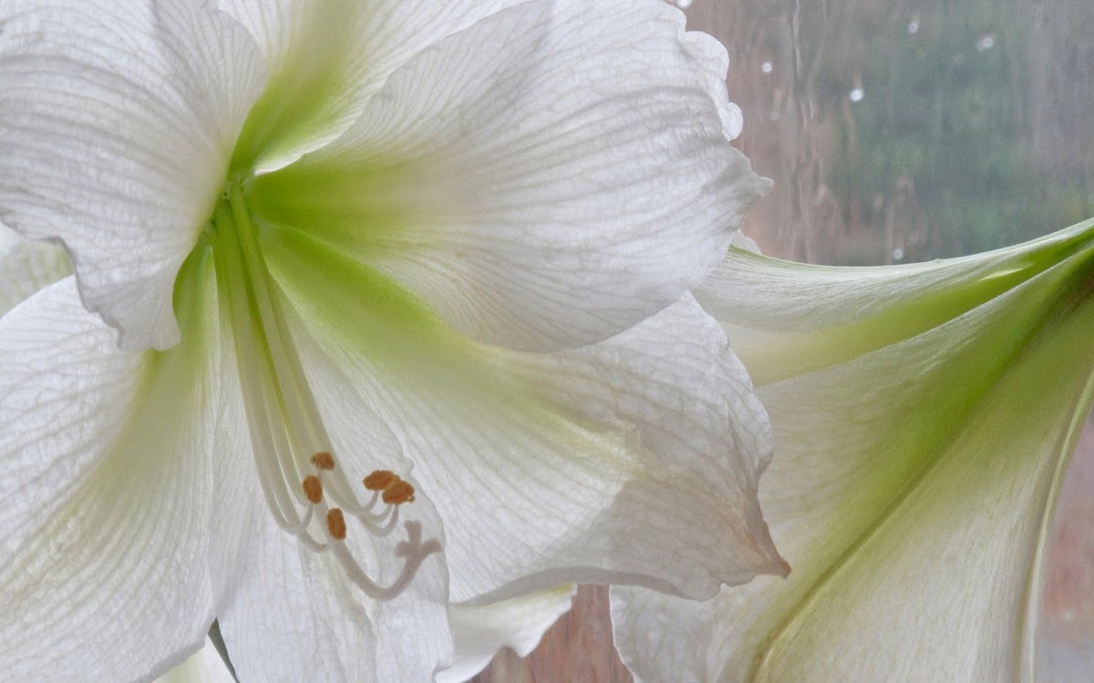 White Flowers Widescreen HD Wallpaper 2