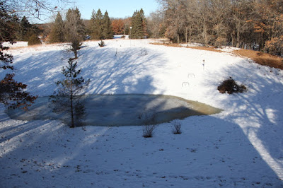 backyard wet spot in late March