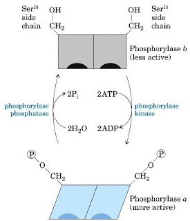 Pengaturan aktivitas glikogen fosforilase dengan modifikasi kovalen