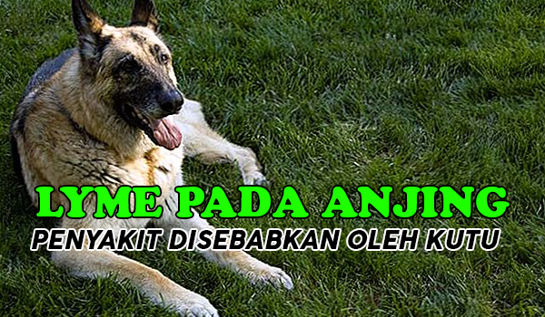 Penyakit Lyme pada Anjing