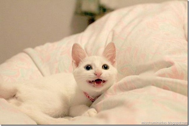 gatos migallinero (10)