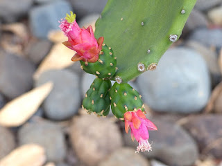 Nopalea cochenillifera - Nopal à cochenilles - Oponce à cochenilles