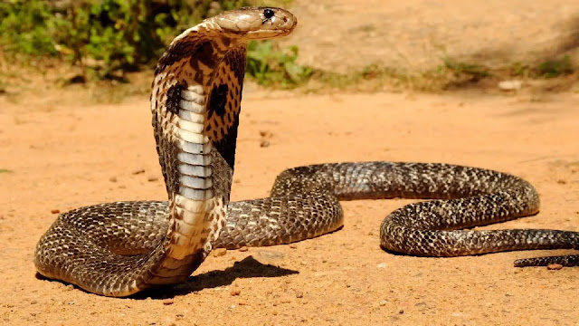 King Cobra Snake