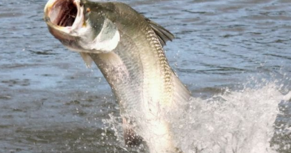 Cara Mancing Kakap Putih Di Siang Hari : Cara Mancing Ikan ...