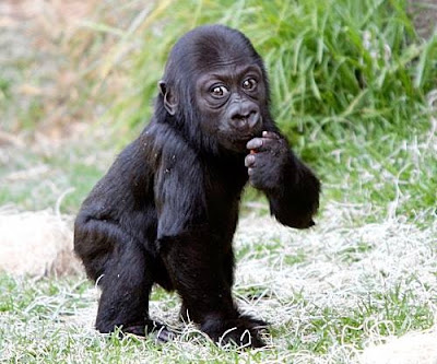 gorilla wallpaper. This baby gorilla got rejected