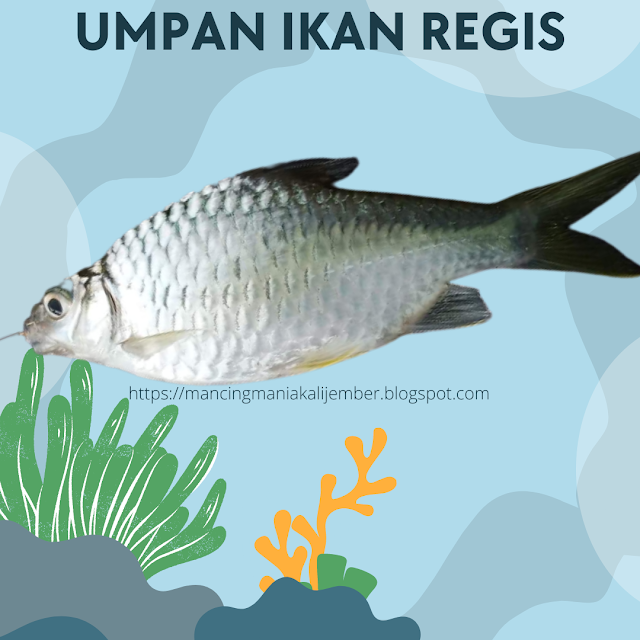 Ikan Regis,Umpan Ikan Regis, Umpan Ikan Regis Di Sungai, Umpan Jitu Ikan Regis,