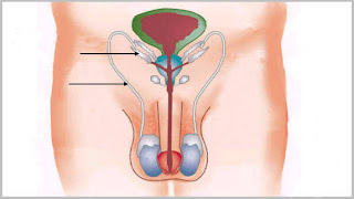 Resultado de imagen de hermafroditas