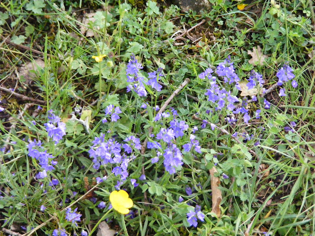 Veronica orsiniana, Eperon de Murat, Indre et Loire, France. Photo by Loire Valley Time Travel.