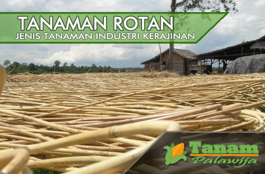 Rotan : tanaman industri kerajinan